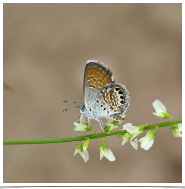 Western Pygmy-Blue